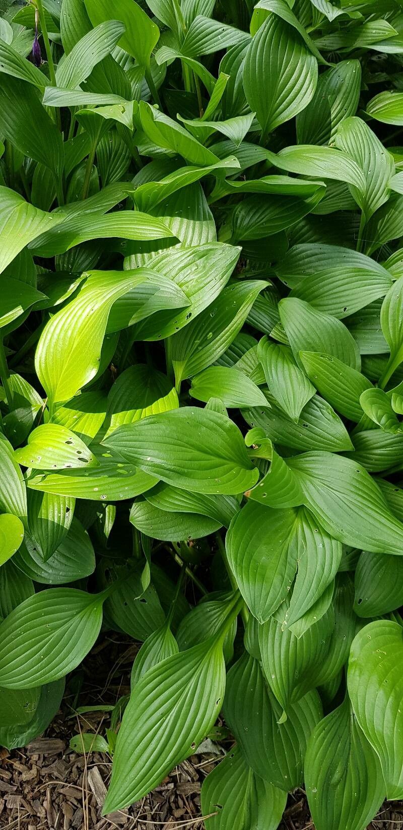 Hosta clausa