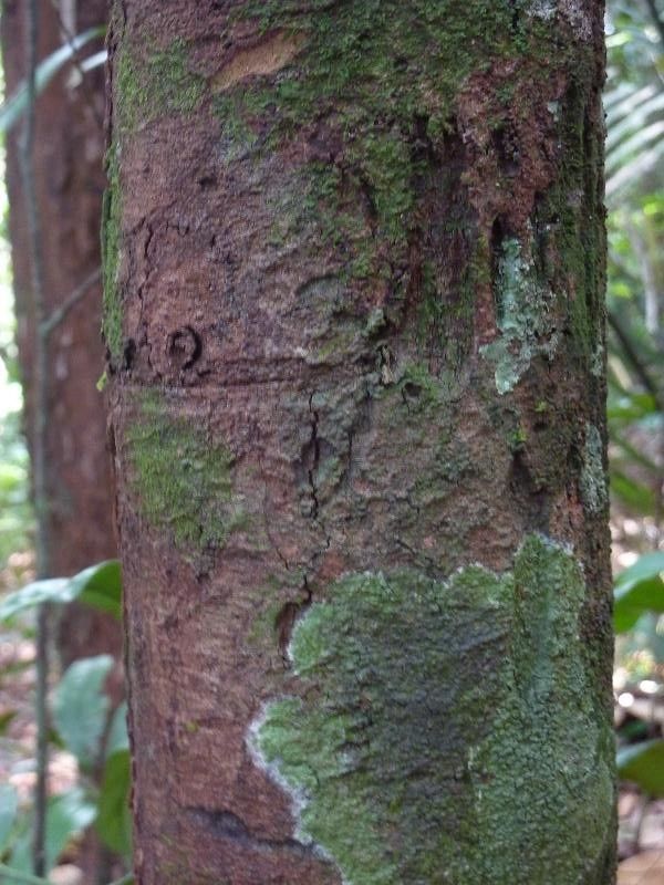 Pouteria sagotiana bark