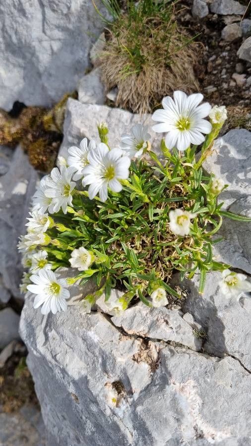 Cerastium julicum habit