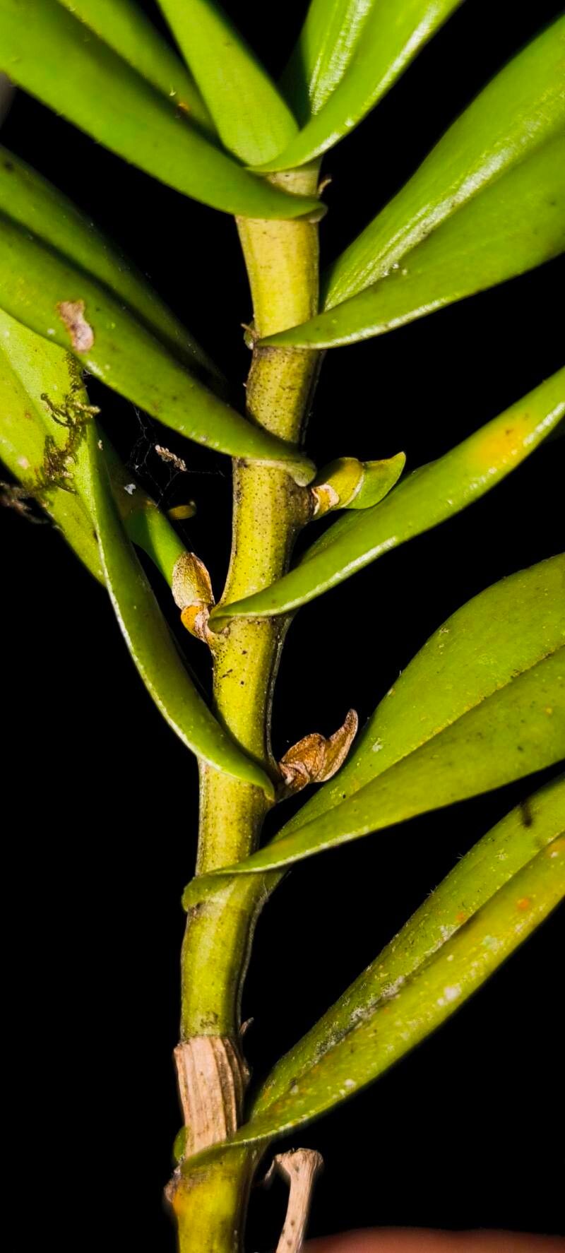 Angraecum amplexicaule — related species from the same genus