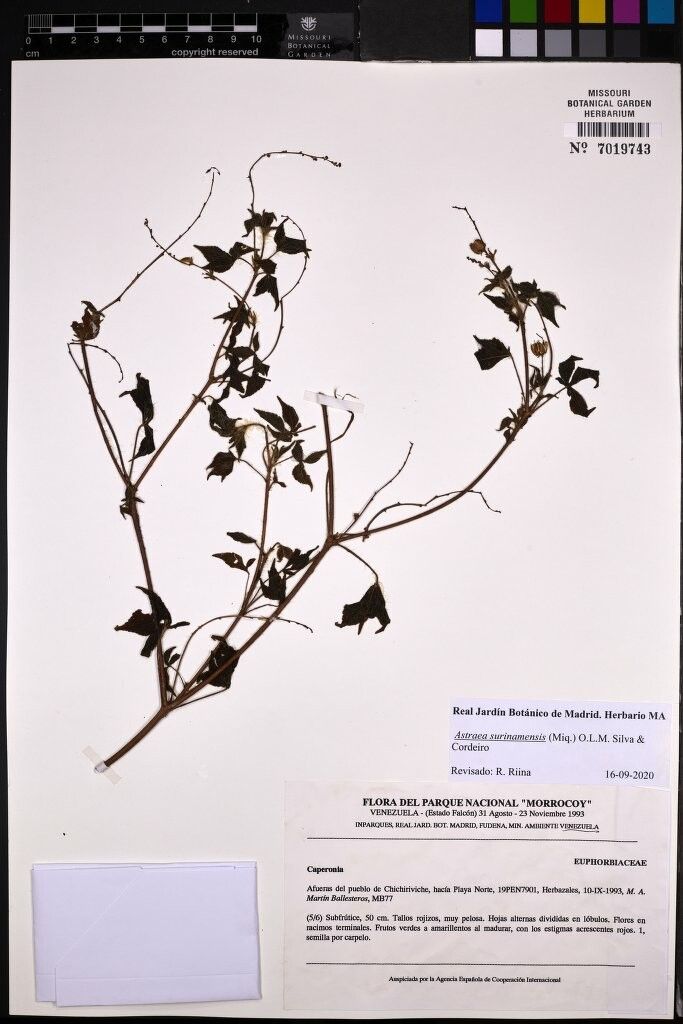 Astraea surinamensis other