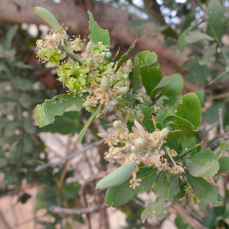 Balanites rotundifolia — search result for 'Balanites'