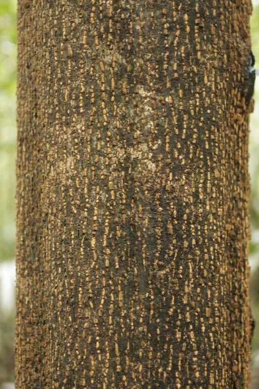 Tapirira bethanniana bark