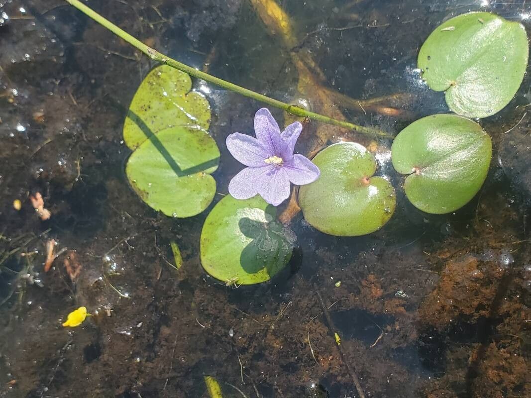 Eichhornia diversifolia — related species from the same genus