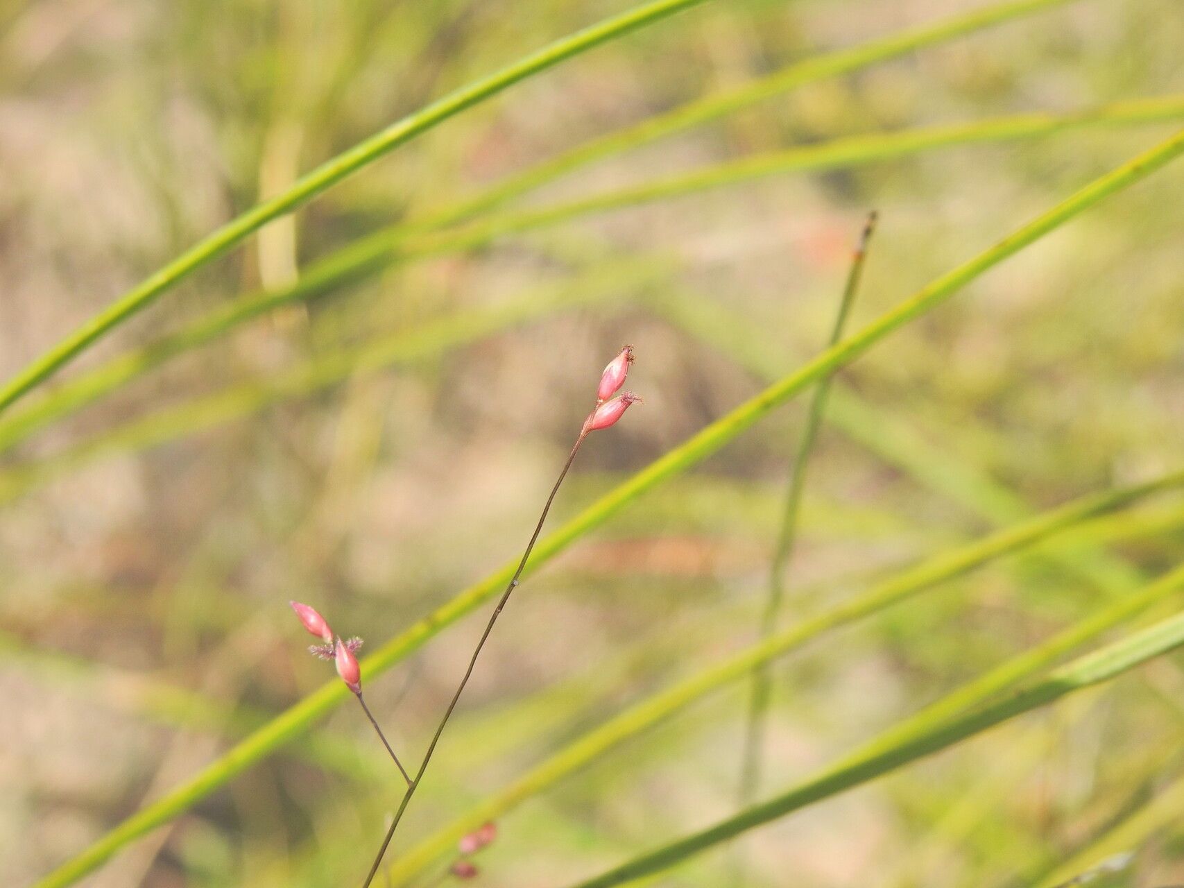 Panicum simile fruit