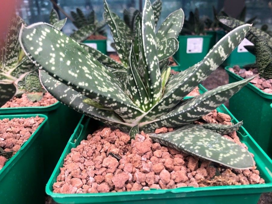 Gasteria obliqua