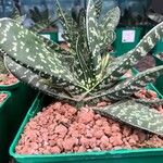 Gasteria obliqua