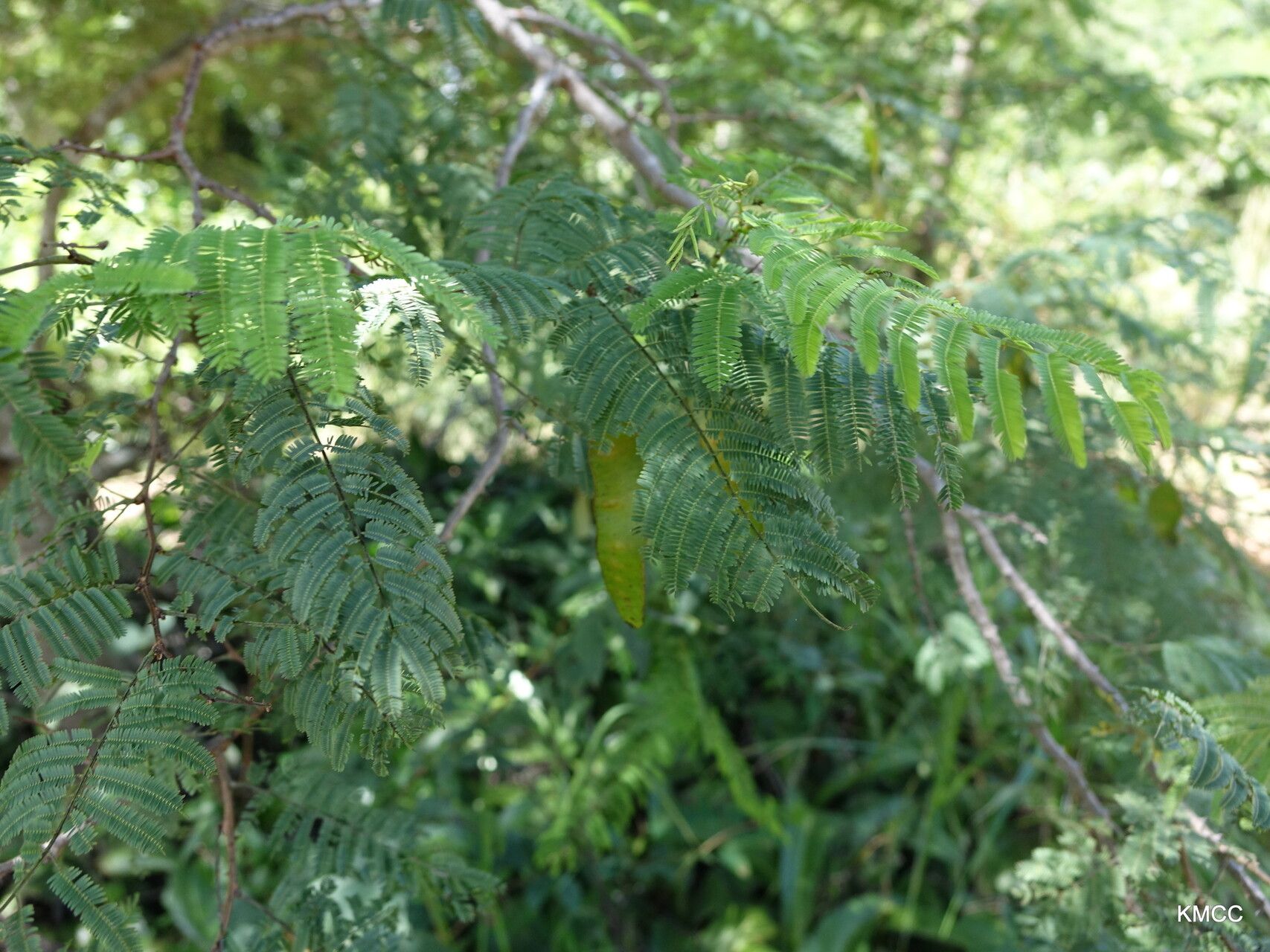 Senegalia sakalava — houseplant care guide