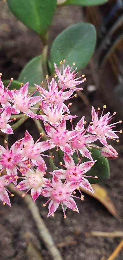 Sedum laxum flower