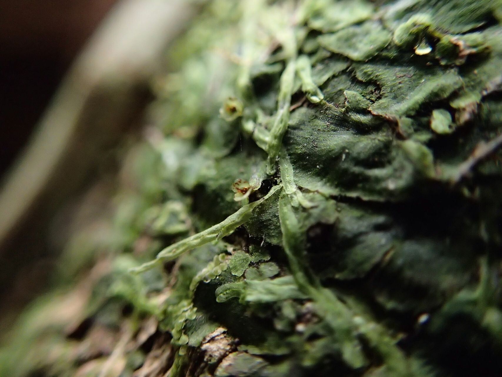 Trichomanes tahitense bark