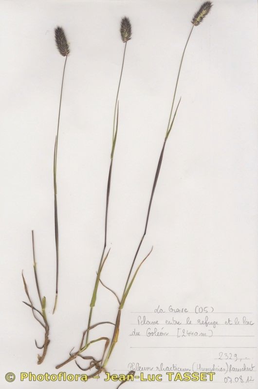 Phleum rhaeticum habit