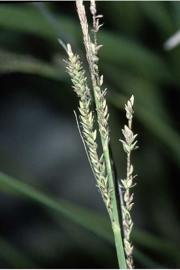 Carex torta — search result for 'Carex'