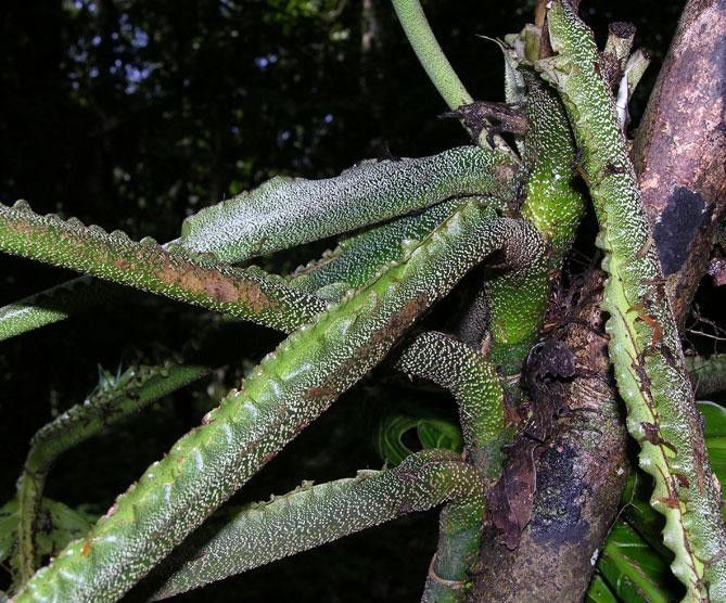 Monstera costaricensis bark