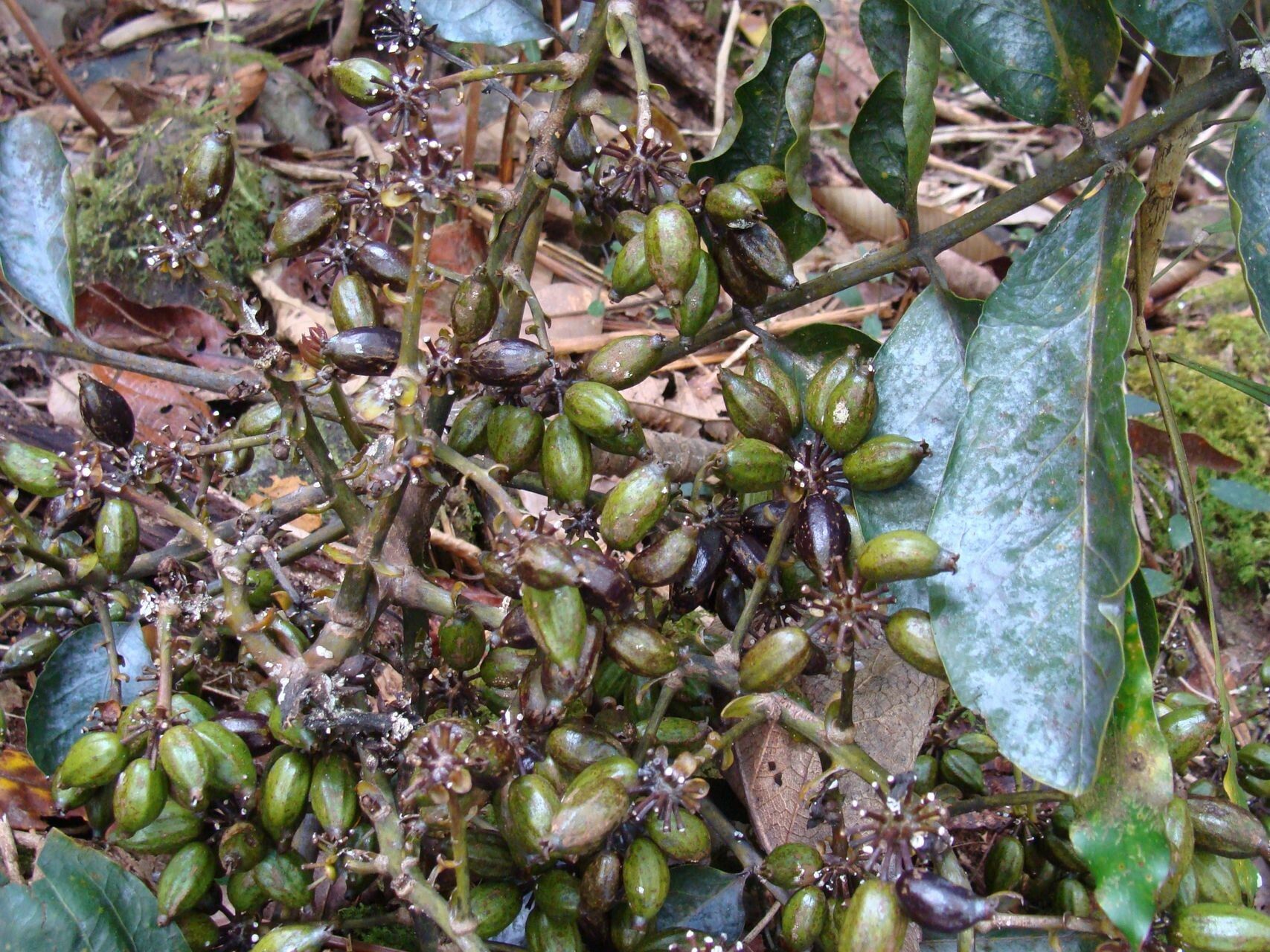 Schefflera pseudocandelabrum habit
