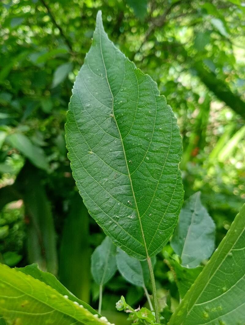 Acalypha emirnensis — search result for 'Acalypha'