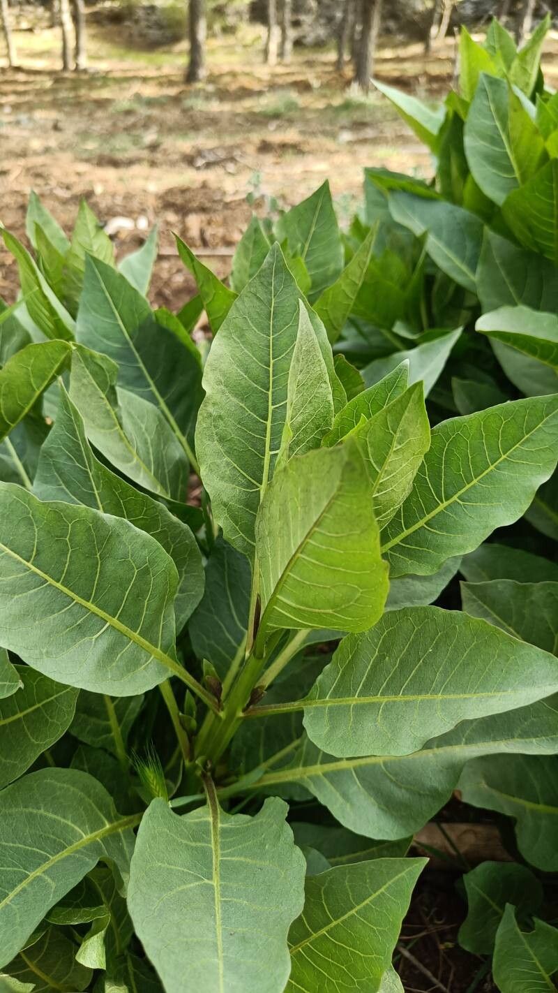 Atropa baetica — related species from the same genus
