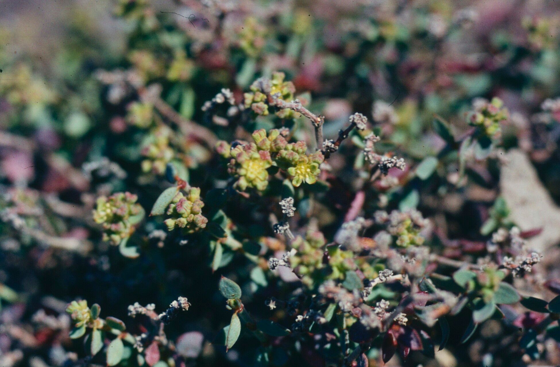 Paronychia suffruticosa flower