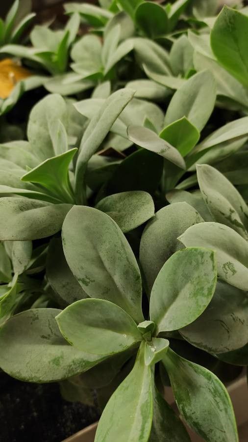 Kleinia cephalophora habit