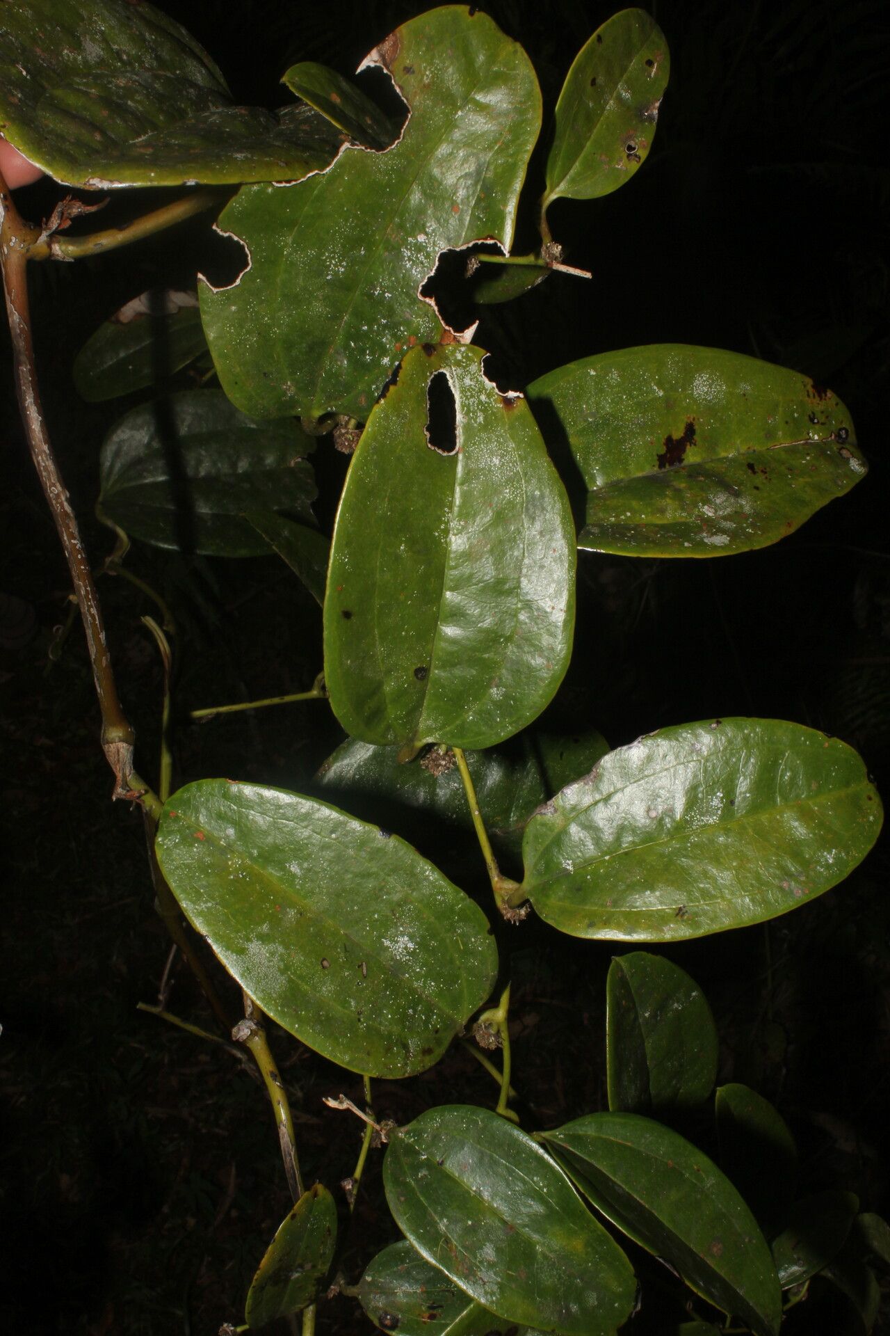 Smilax purhampuy — search result for 'Smilax'