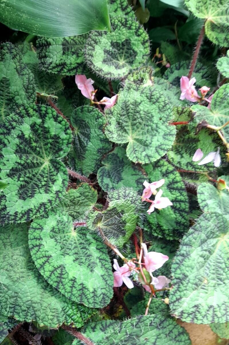 Begonia longiciliata habit