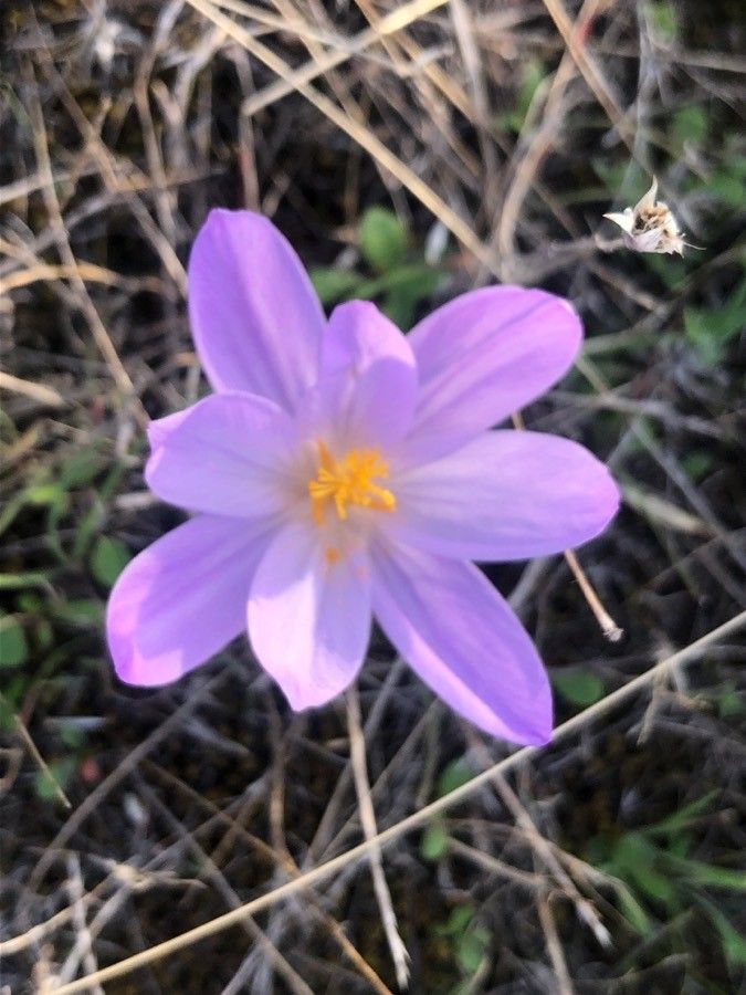 Crocus serotinus flower