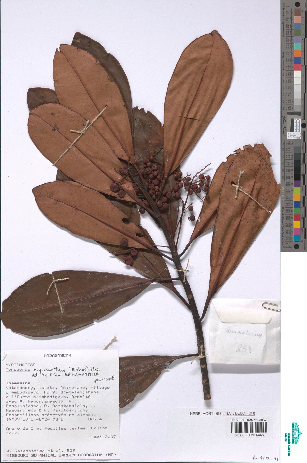 Monoporus myrianthus — houseplant care guide