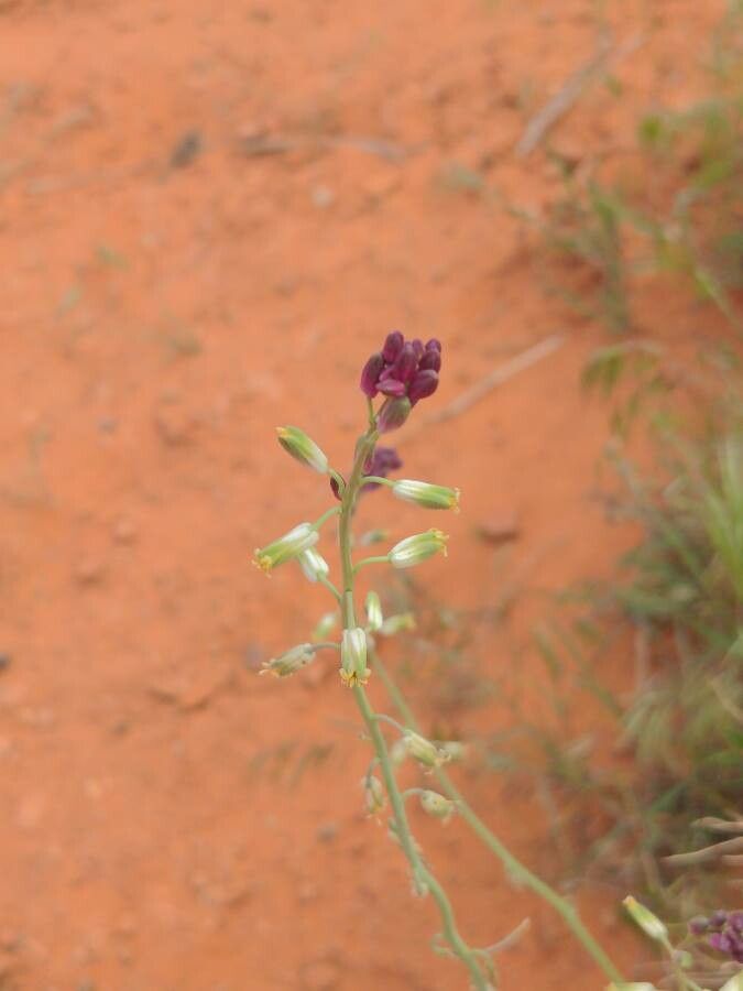 Streptanthus heterophyllus flower