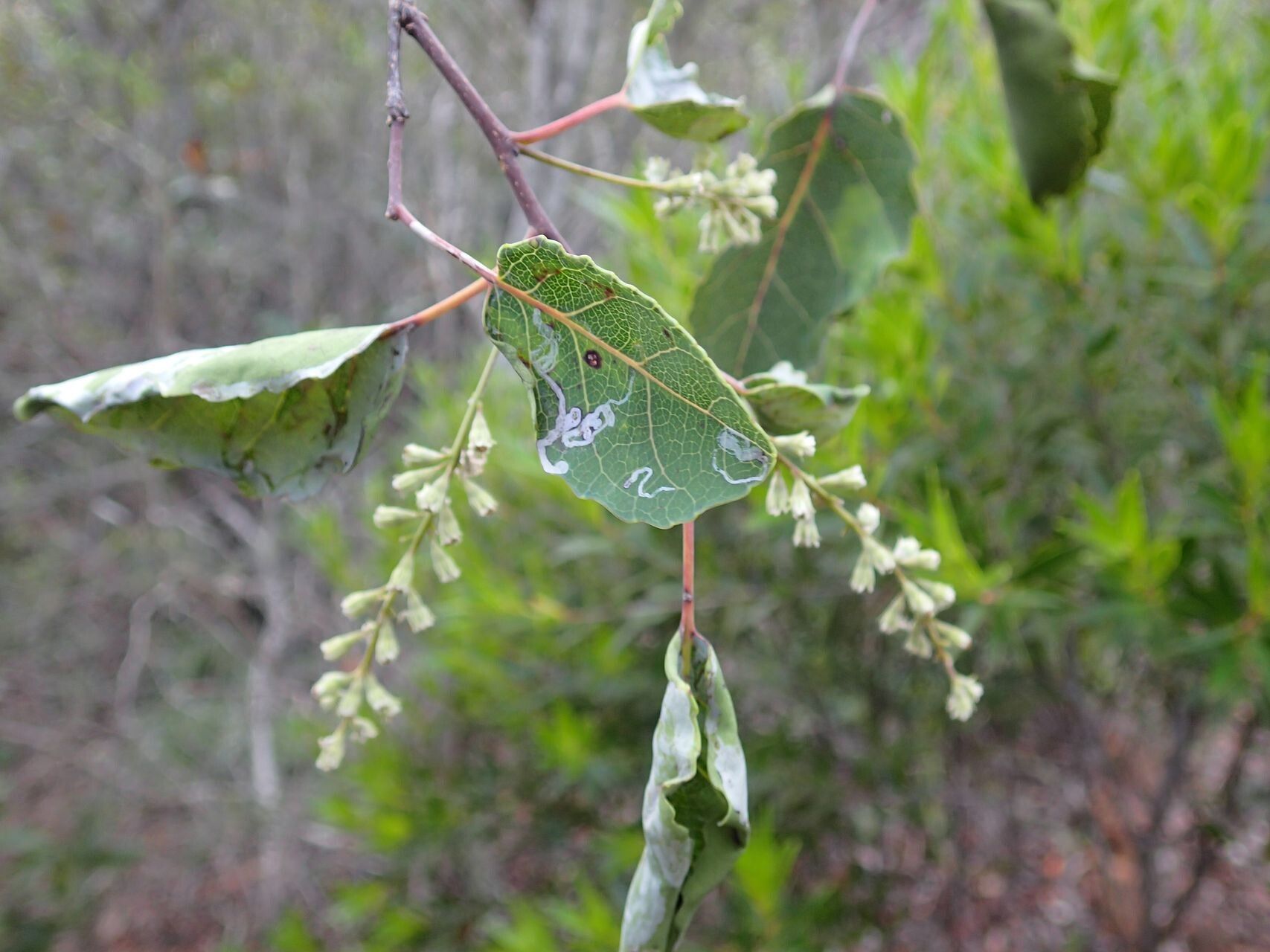 Homalium betulifolium leaf