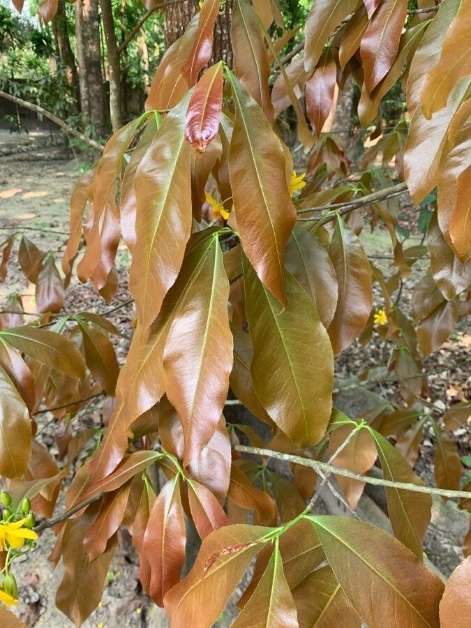 Ochna pulchra — search result for 'Ochnaceae'