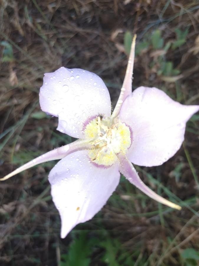 Calochortus macrocarpus flower