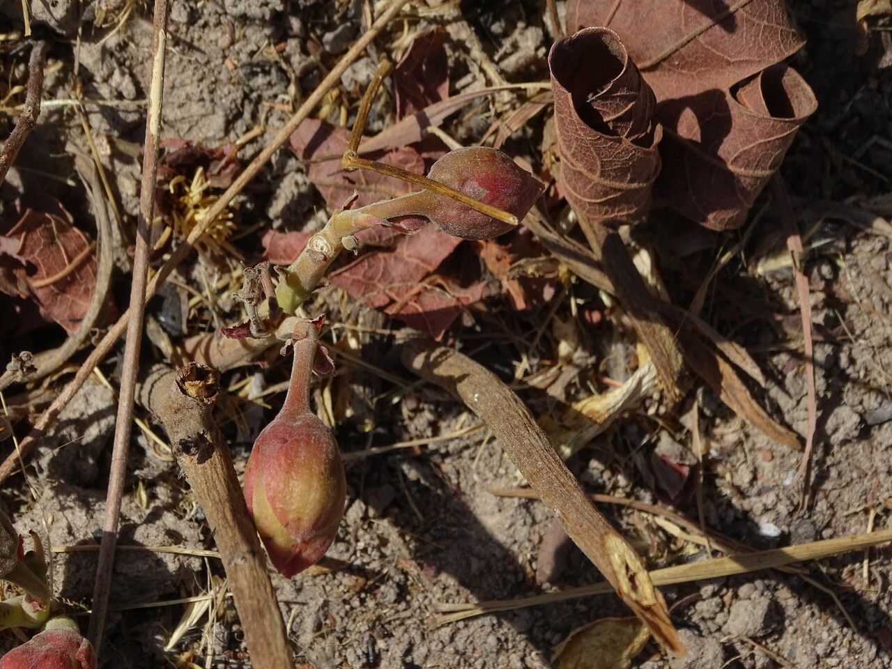 Cochlospermum tinctorium bark