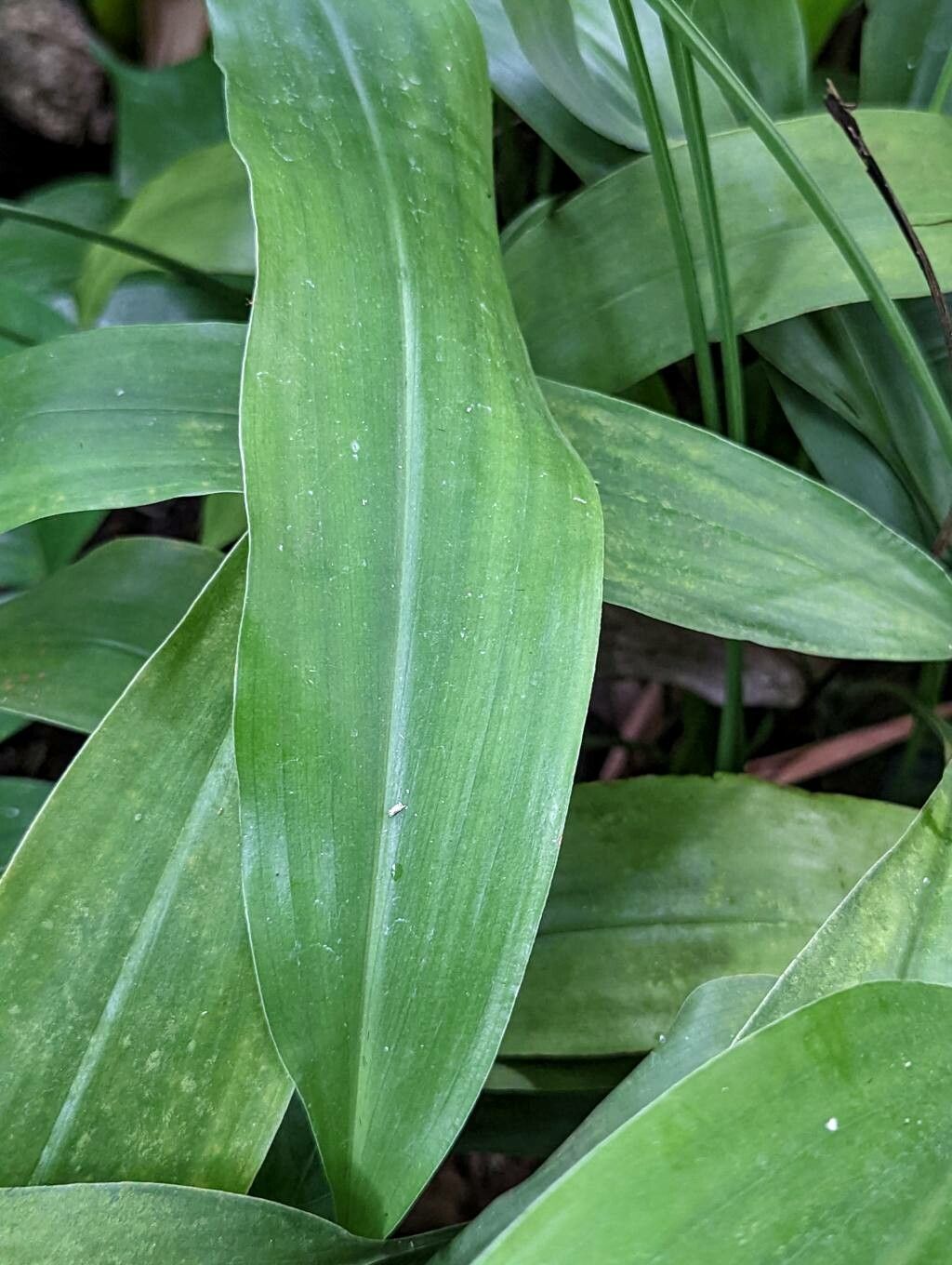 Aspidistra subrotata — search result for 'Aspidistra'