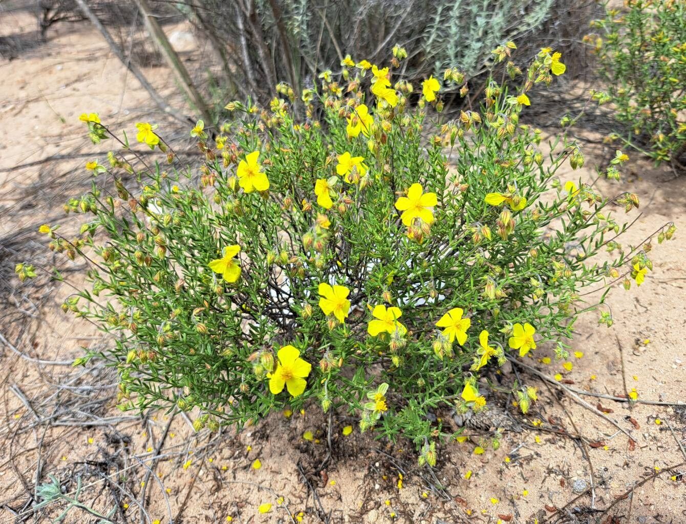 Helianthemum guerrae habit