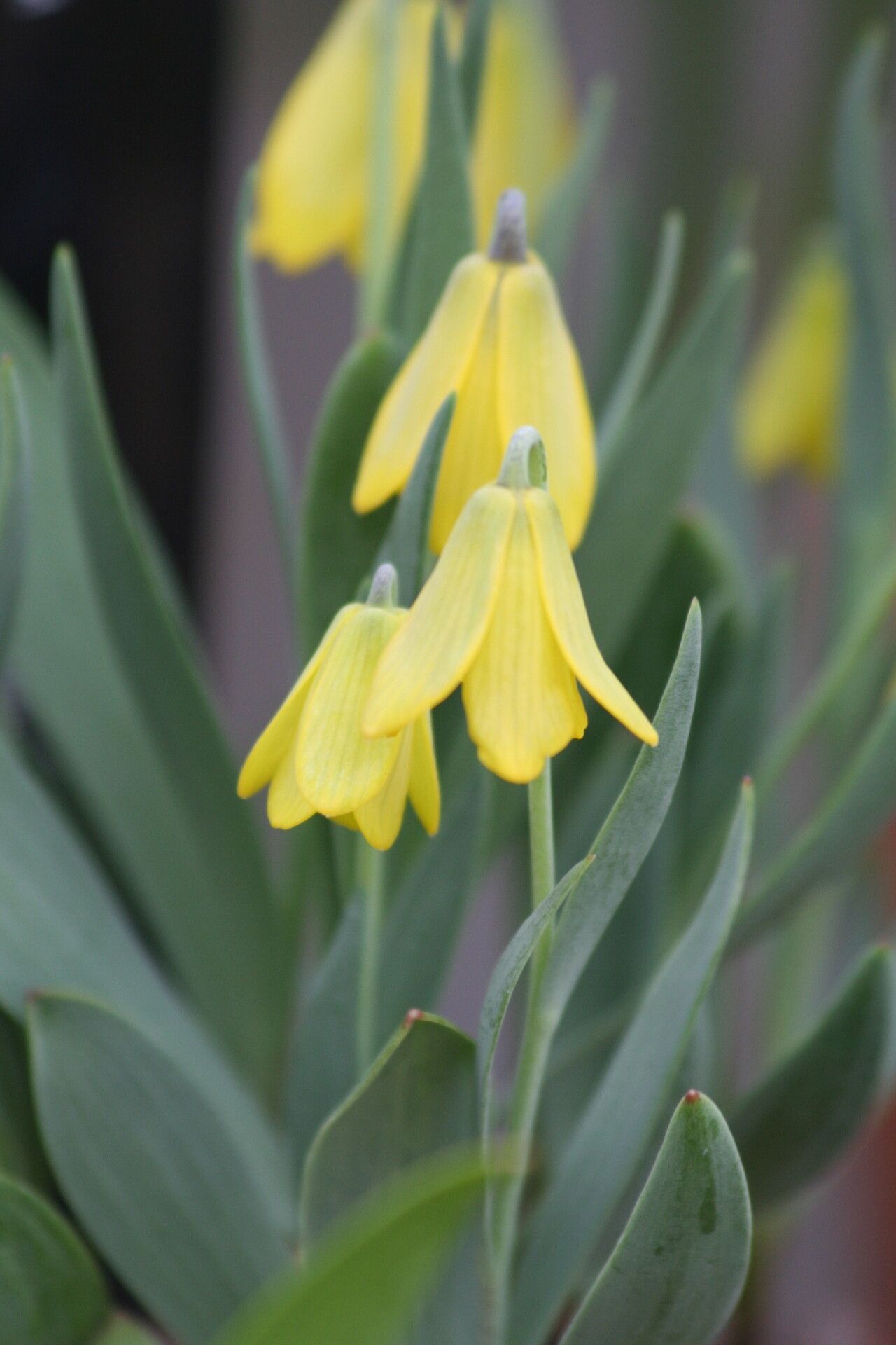 Fritillaria carica flower