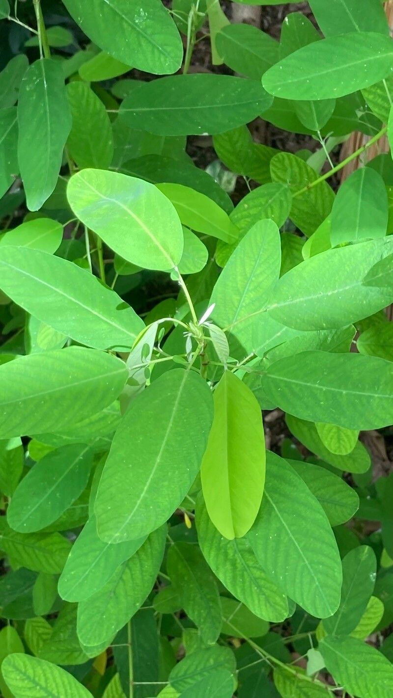 Codariocalyx motorius leaf
