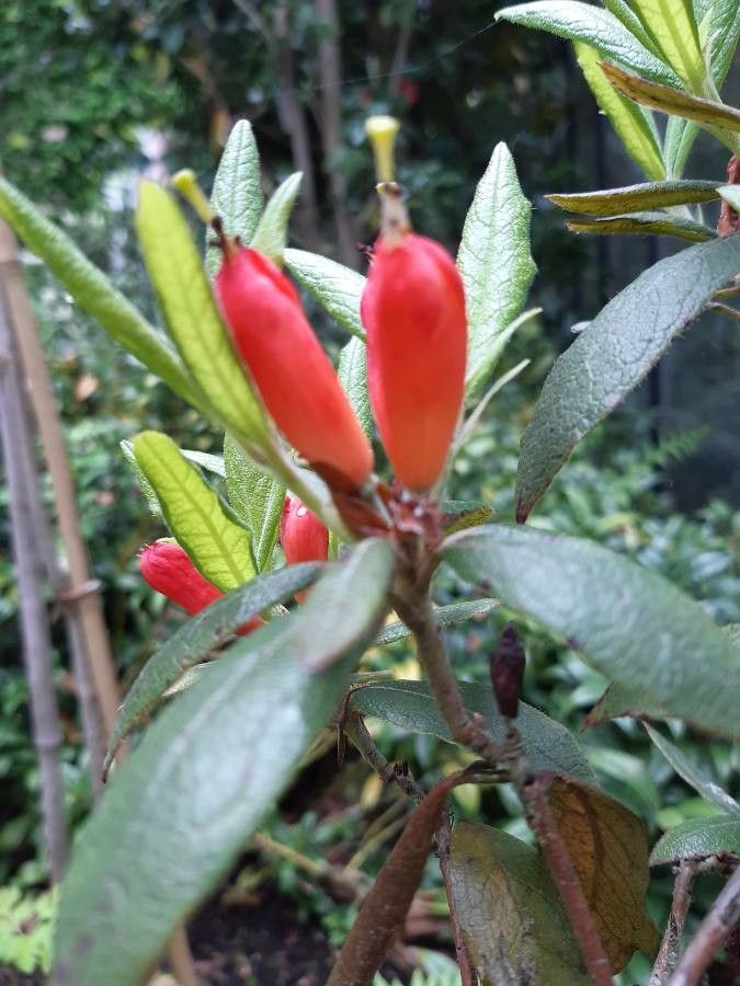 Rhododendron spinuliferum flower