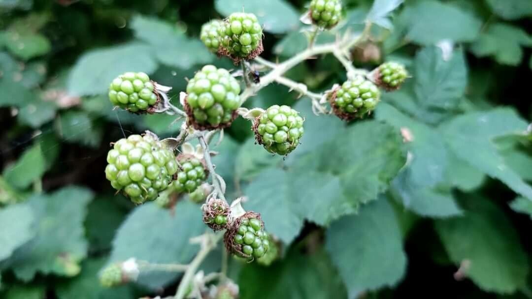 Rubus praecox fruit