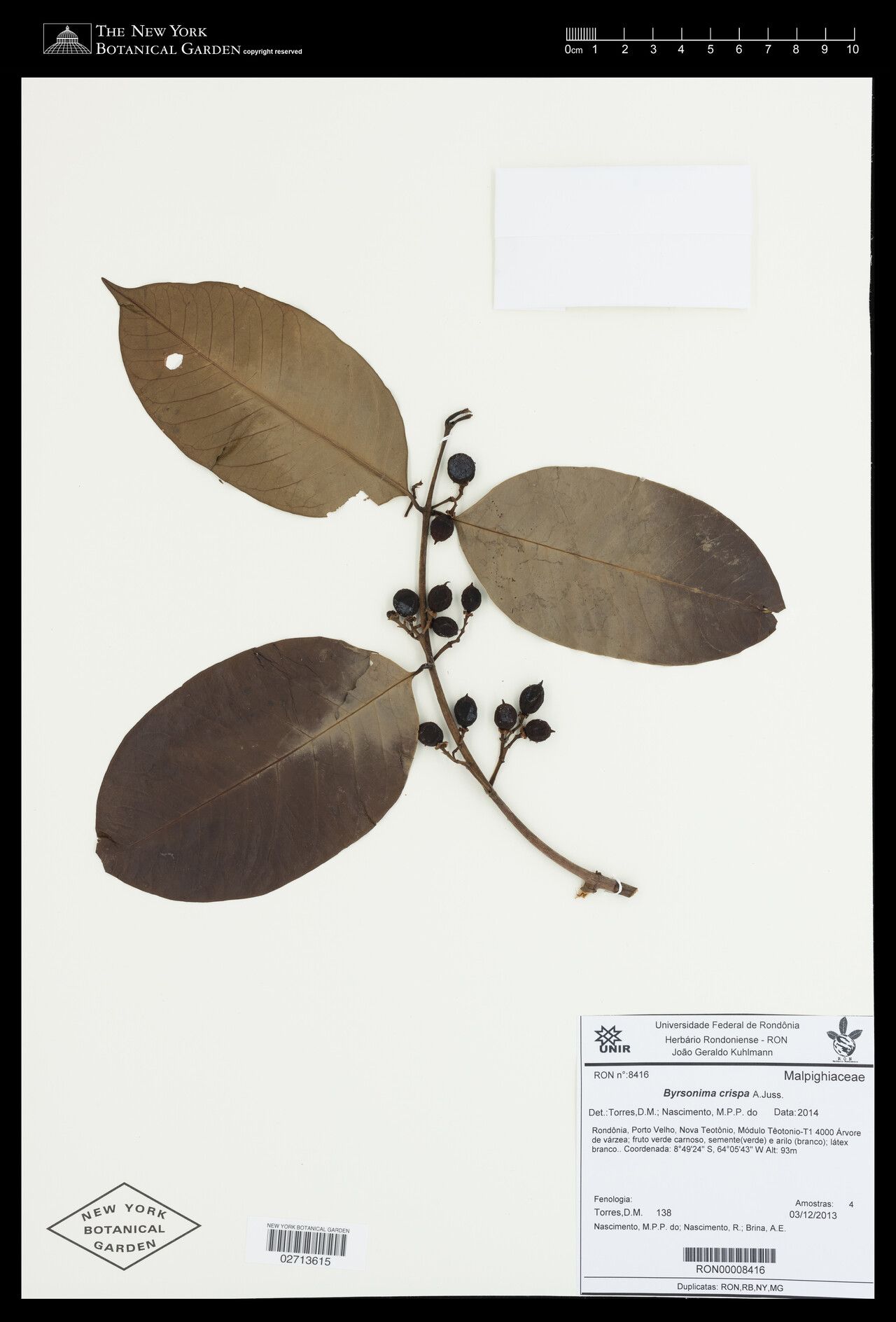 Byrsonima crispa fruit