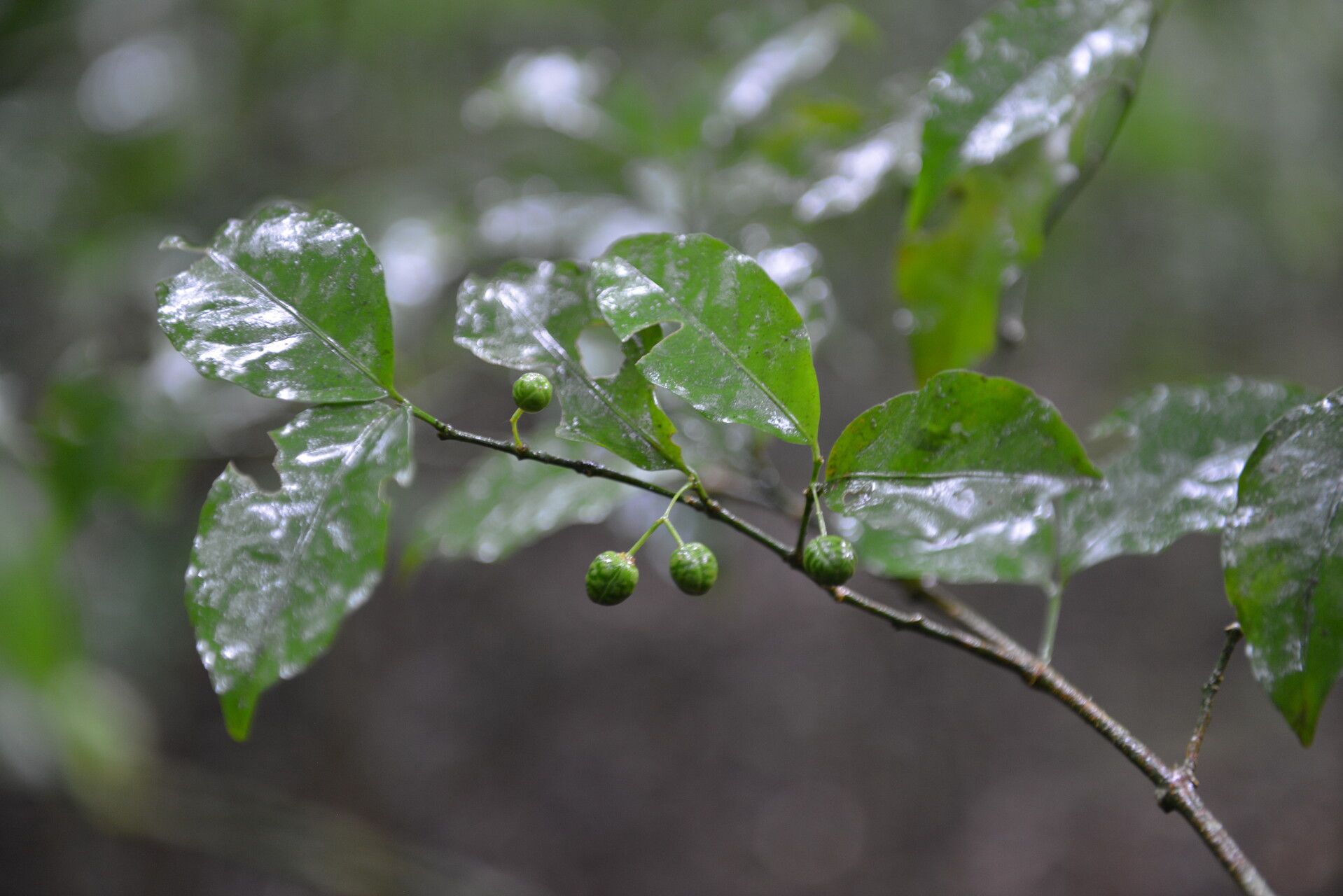 Euonymus costaricensis fruit