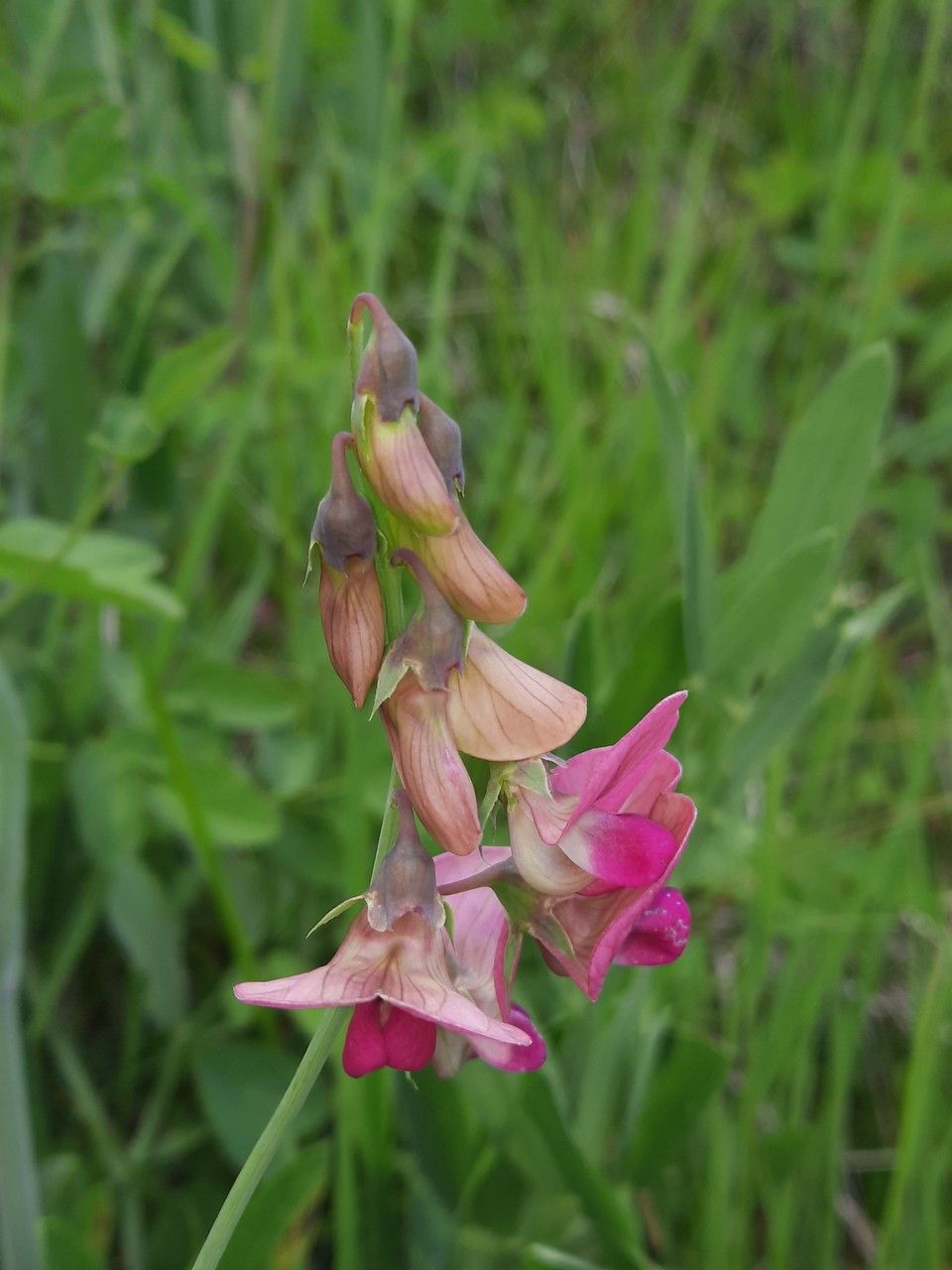 Lathyrus sylvestris flower