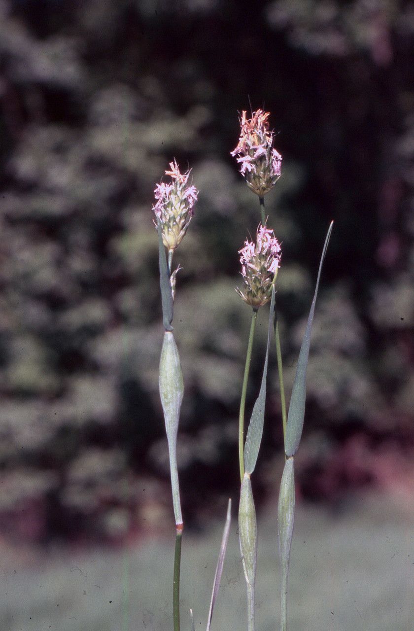 Alopecurus utriculatus flower
