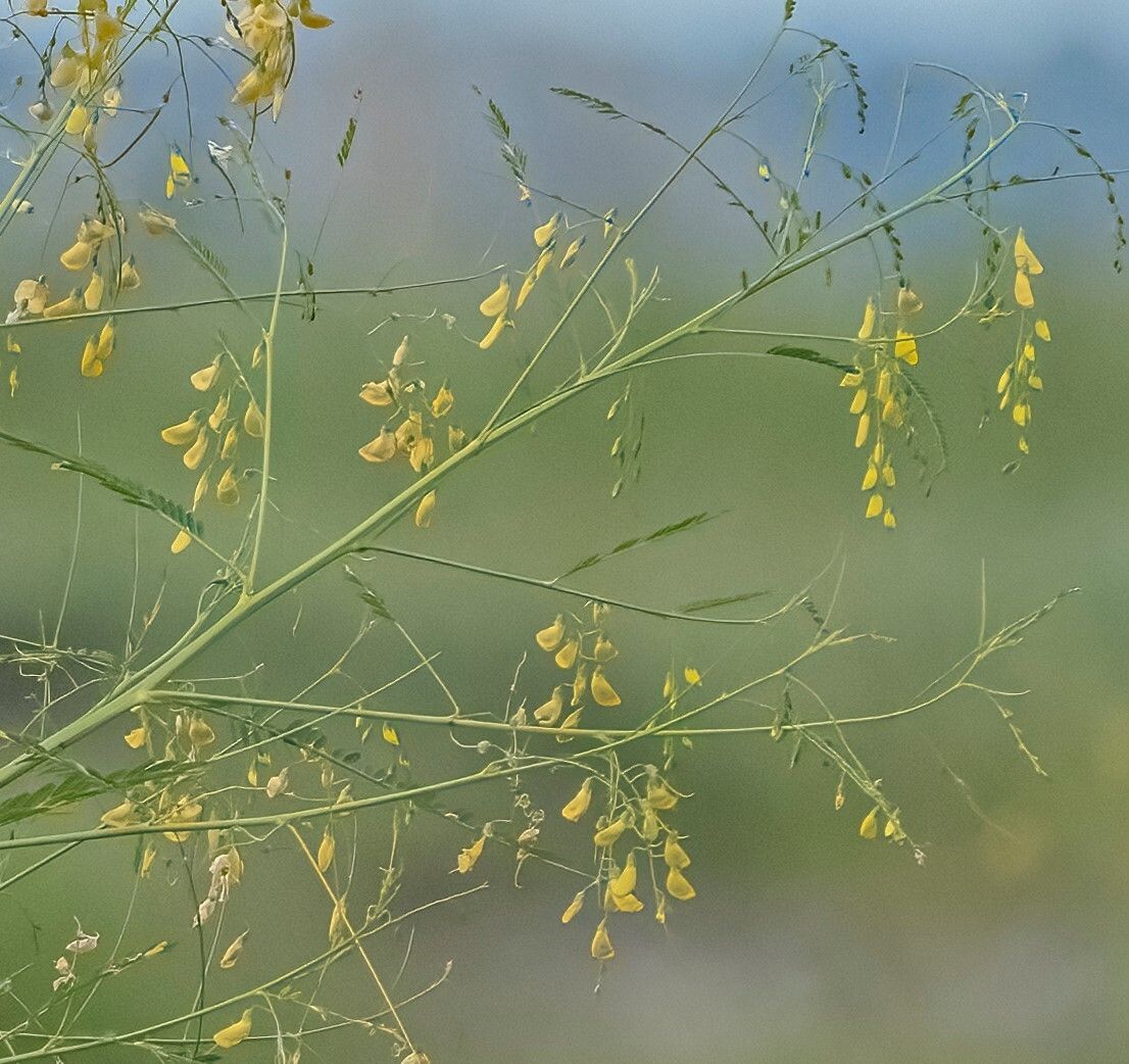 Sesbania microphylla — search result for 'Sesbania'