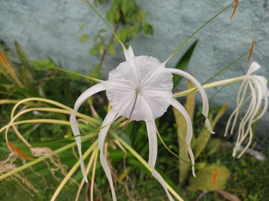 Hymenocallis occidentalis flower