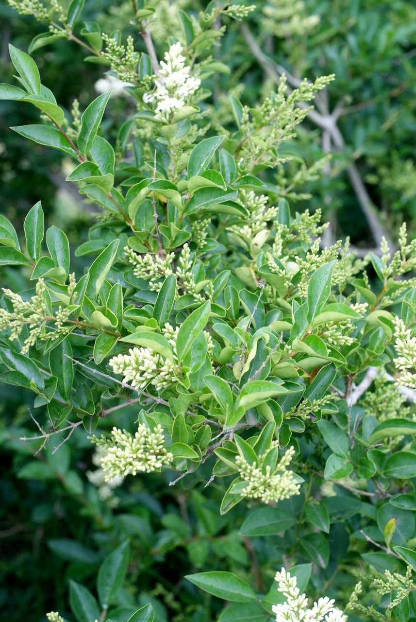 Ligustrum robustum other