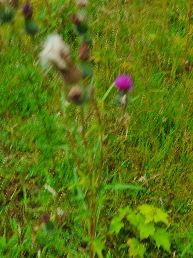 Carduus carduelis flower