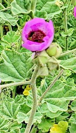 Sphaeralcea obtusiloba — houseplant care guide