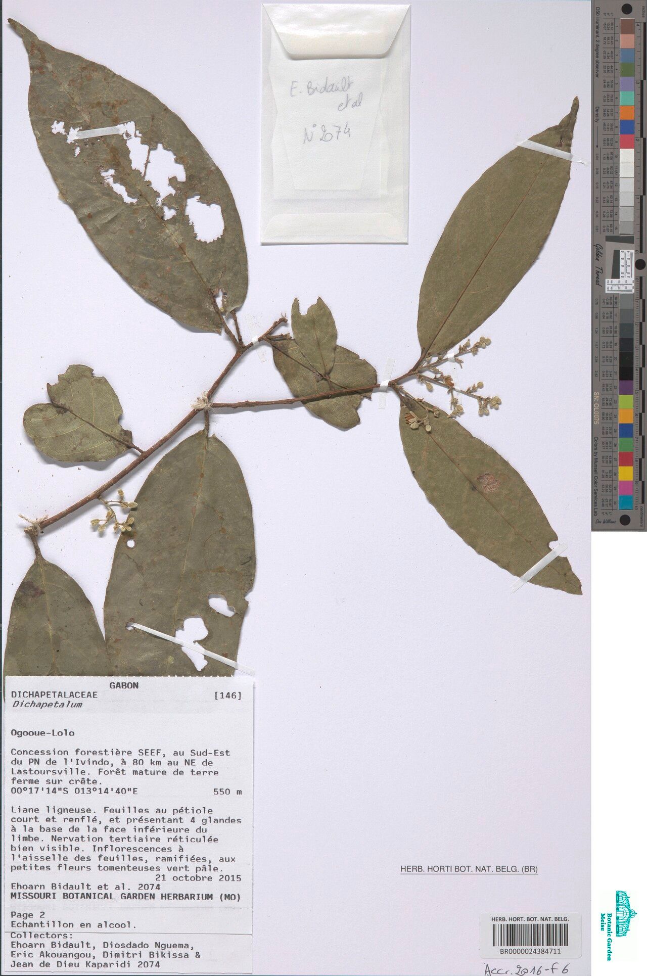 Dichapetalum inaequale — houseplant care guide