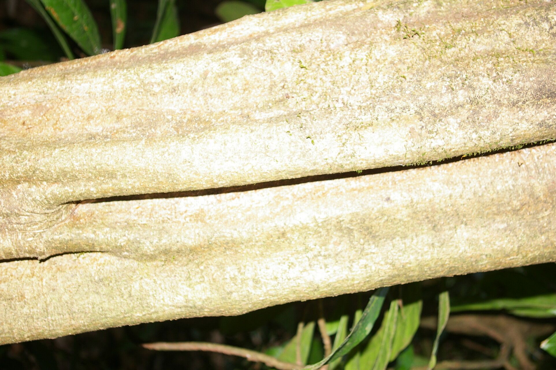 Aspidosperma rigidum bark