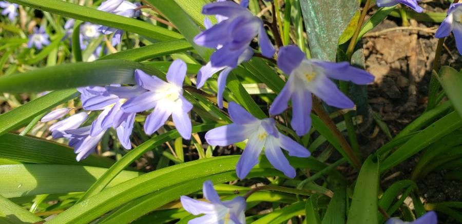 Chionodoxa luciliae flower