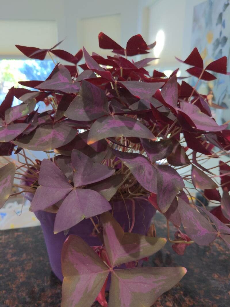Oxalis purpurea leaf